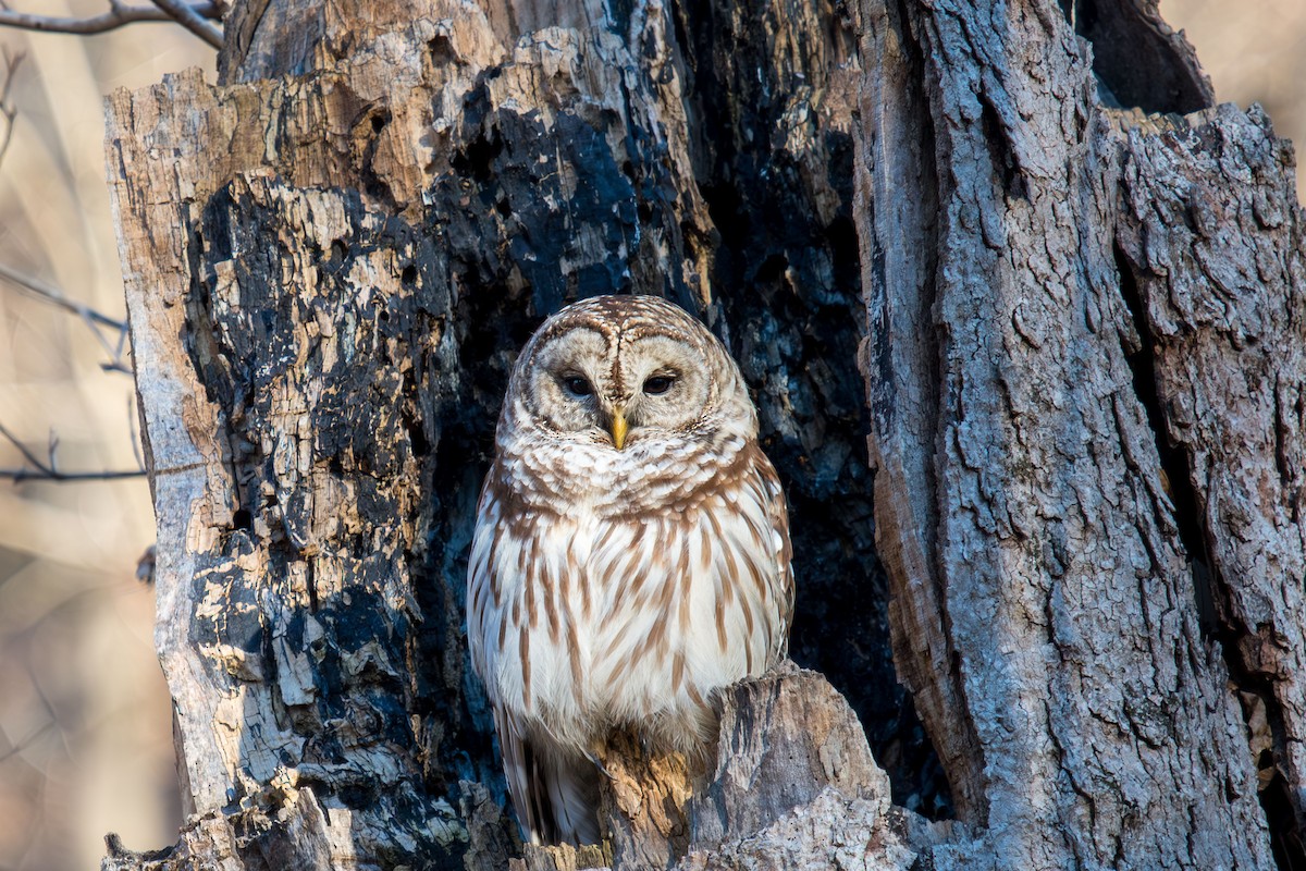 Barred Owl - ML619902522