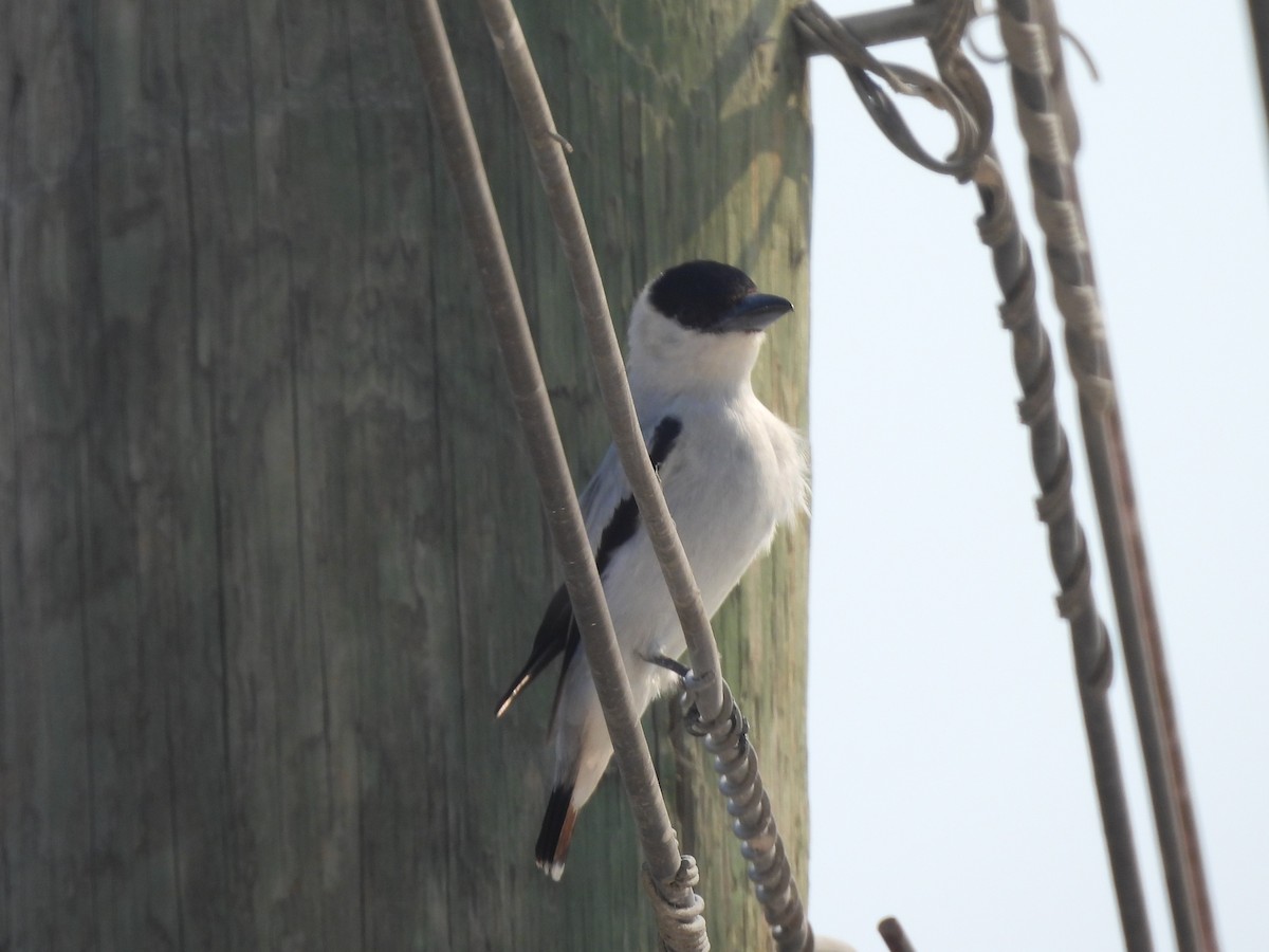 Black-crowned Tityra - ML619902531