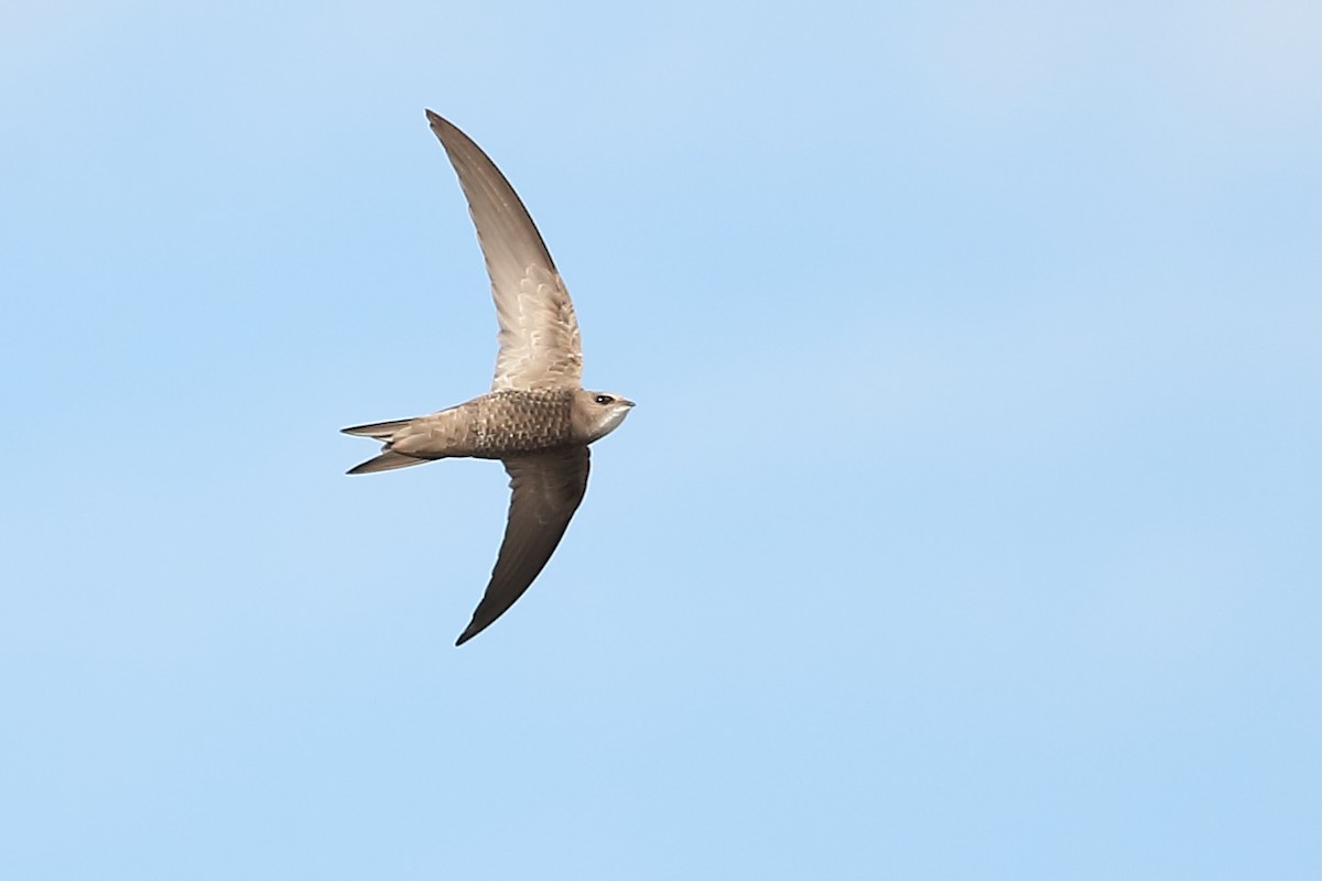 Pallid Swift - ML619902534