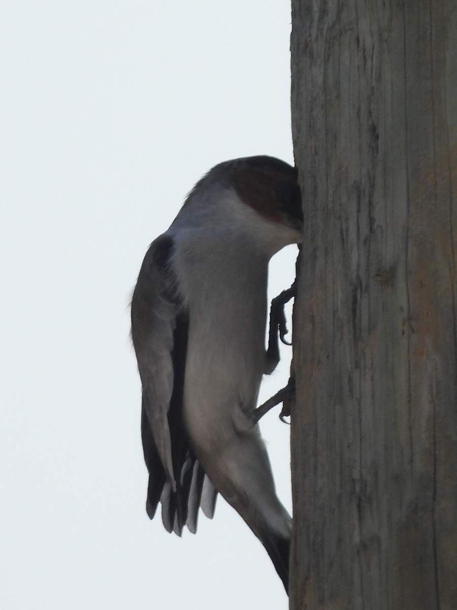 Black-crowned Tityra - ML619902536