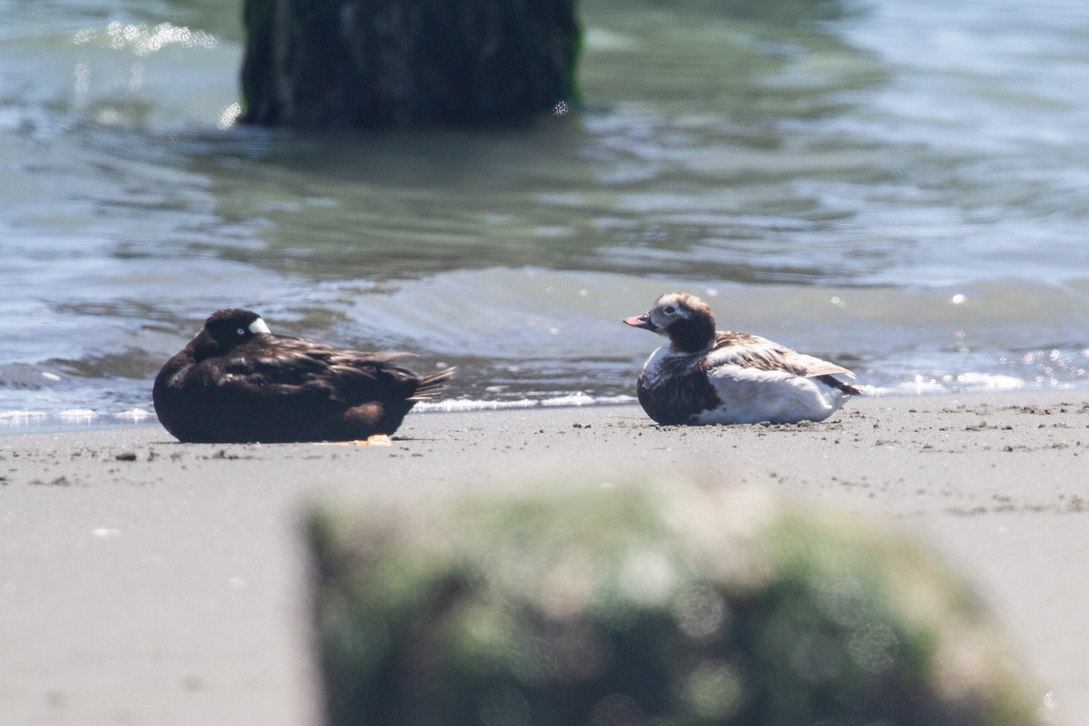 Long-tailed Duck - ML619902548