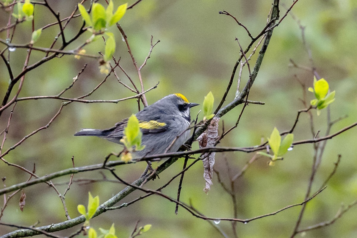 Goldflügel-Waldsänger - ML619902563