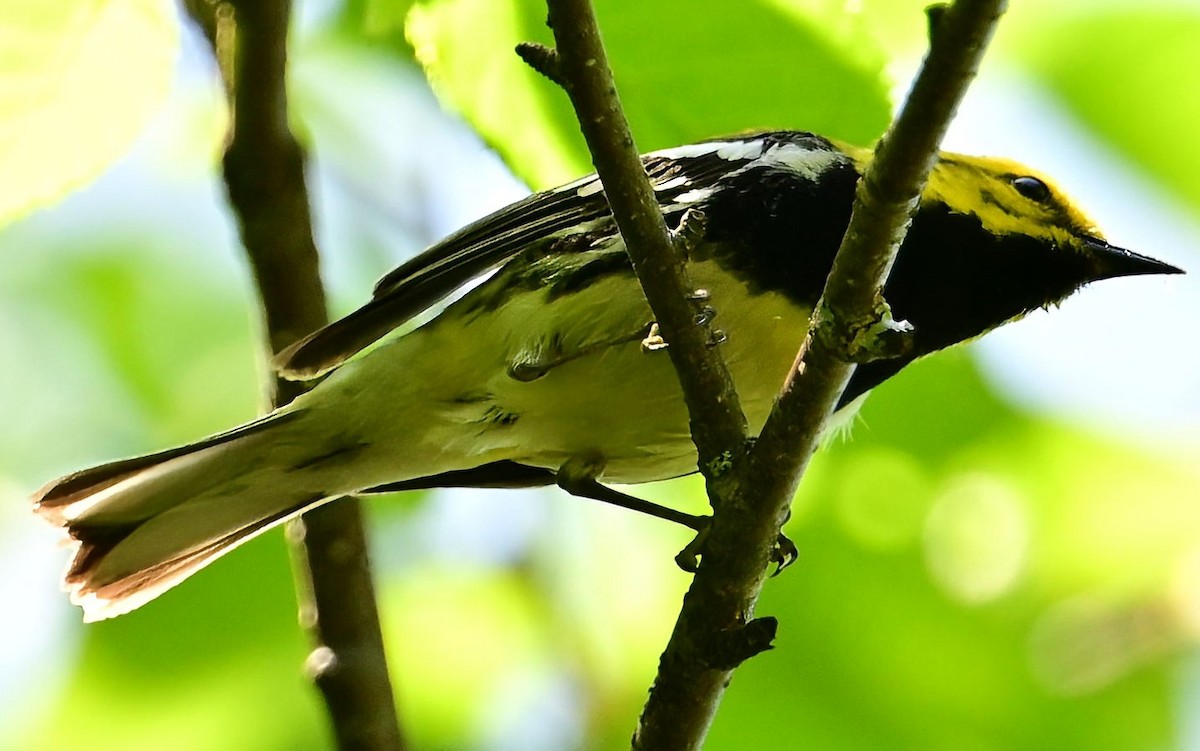Black-throated Green Warbler - ML619902569