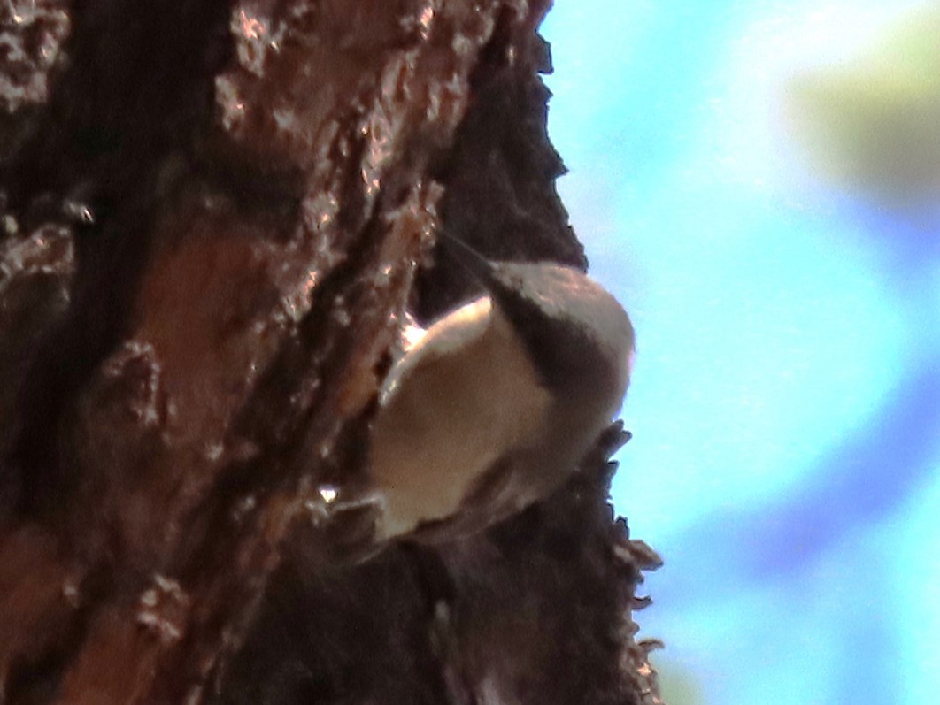 Pygmy Nuthatch - ML619902589