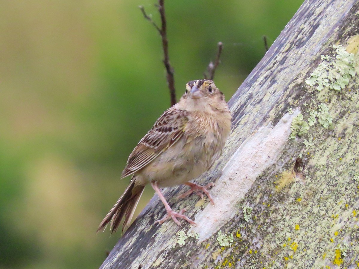 Grasshopper Sparrow - ML619902592