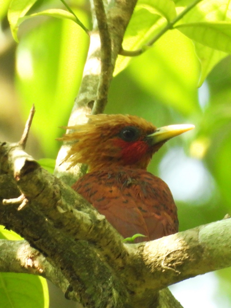 Chestnut-colored Woodpecker - ML619902597