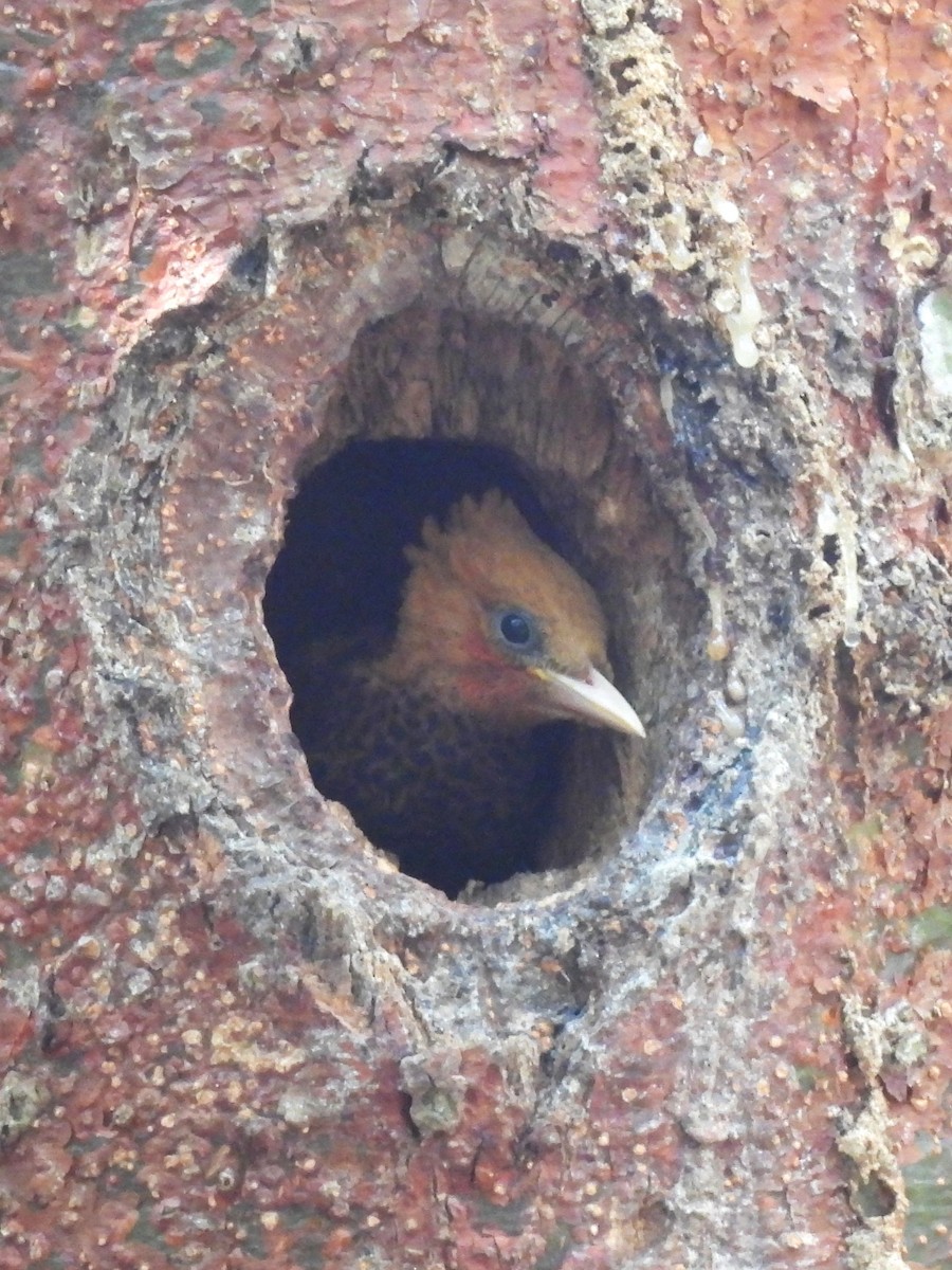 Chestnut-colored Woodpecker - ML619902599
