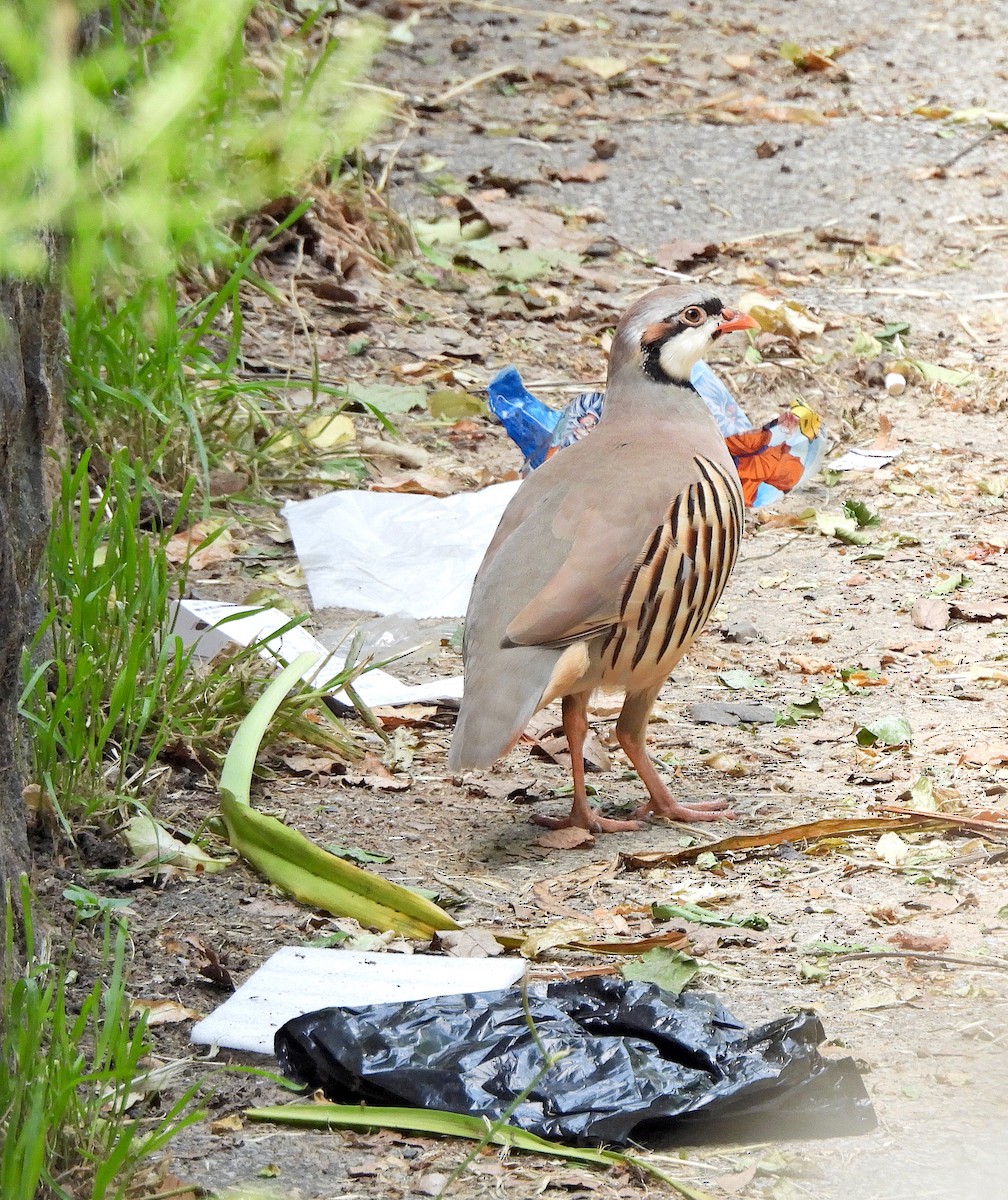 Chukar - ML619902600