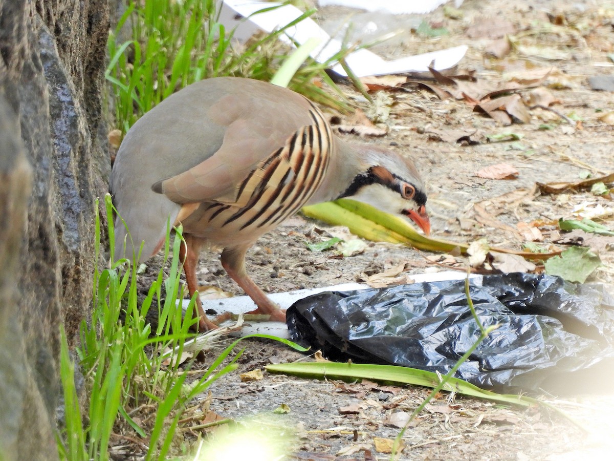 Chukar - ML619902601