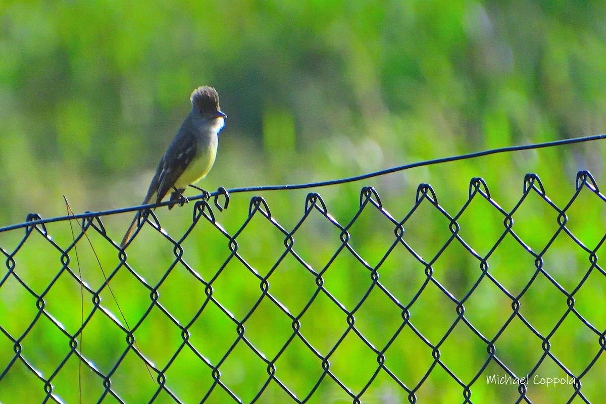 Great Crested Flycatcher - ML619902623