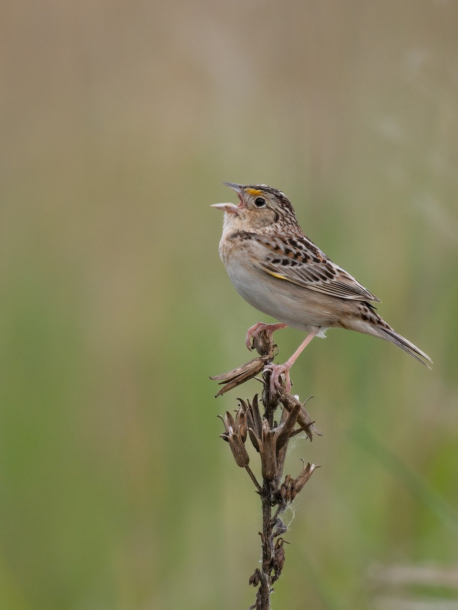 Grasshopper Sparrow - ML619902626