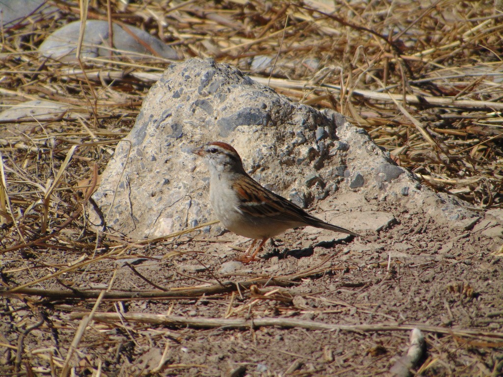 Chipping Sparrow - ML619902629