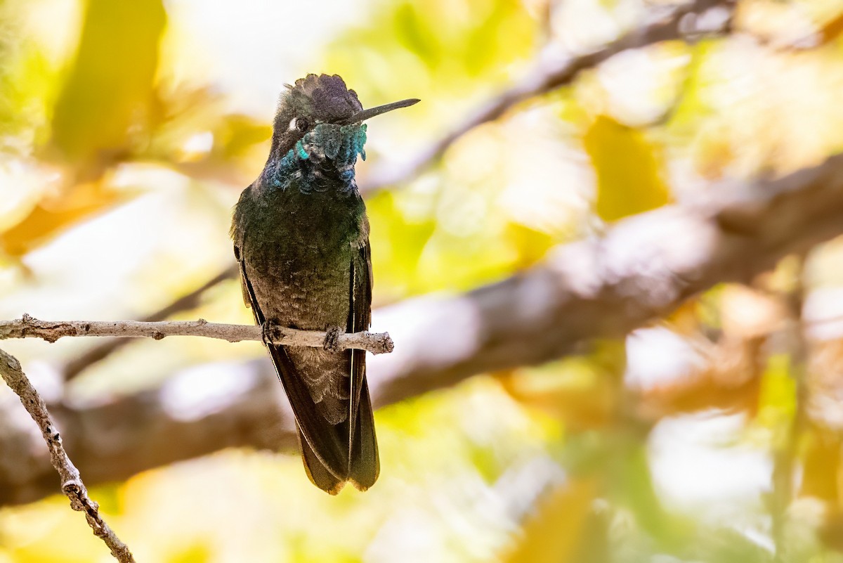 Rivoli's Hummingbird - ML619902641