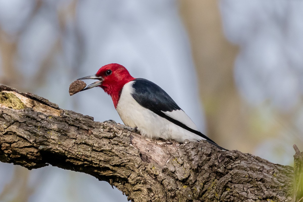 Red-headed Woodpecker - ML619902649