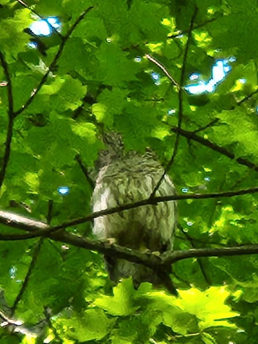 Barred Owl - ML619902657