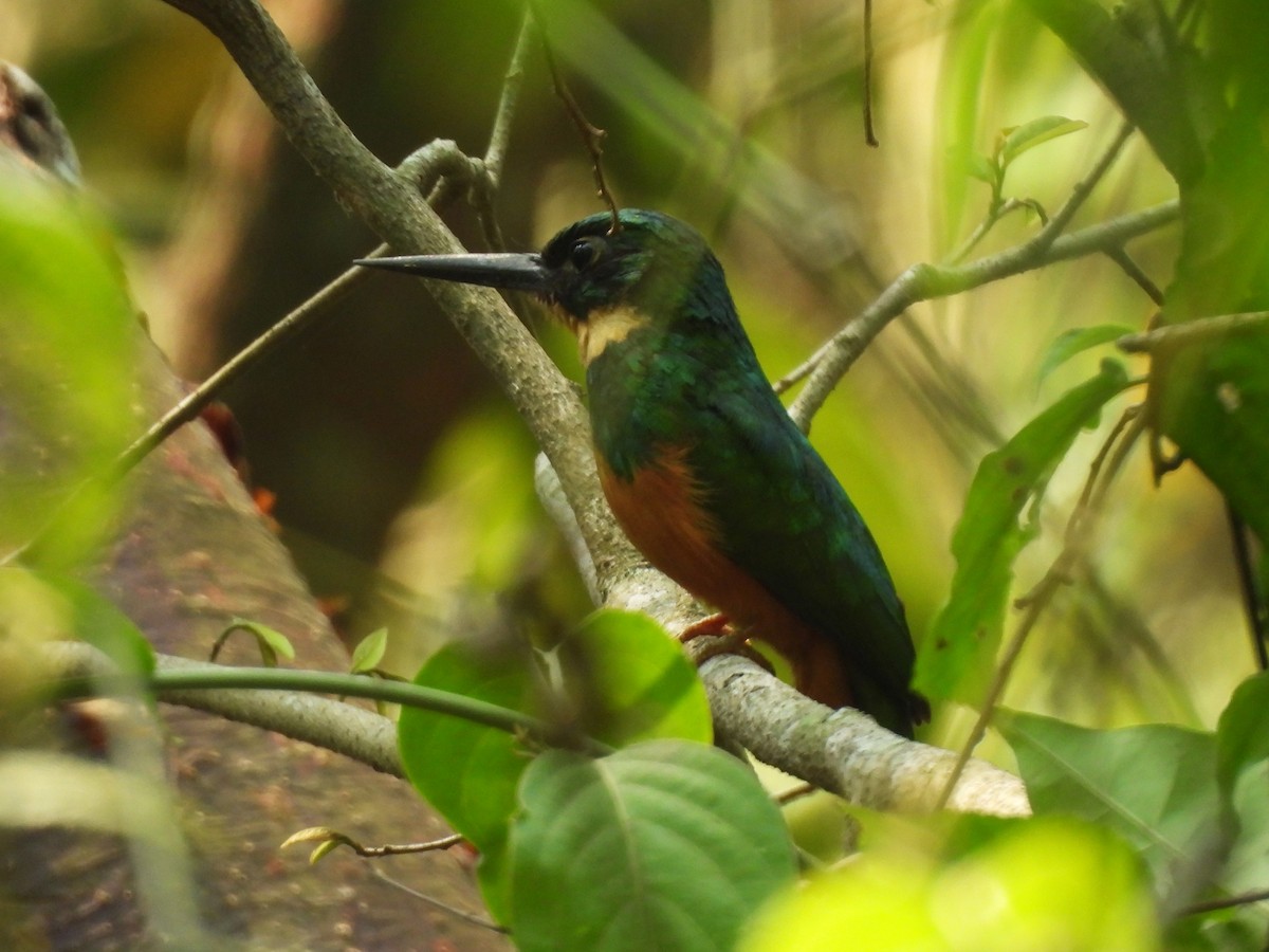 Rufous-tailed Jacamar - ML619902659