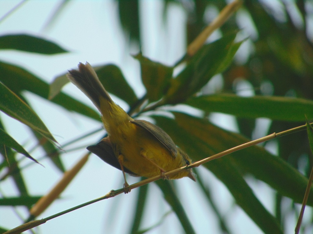 Golden-crowned Warbler - ML619902670