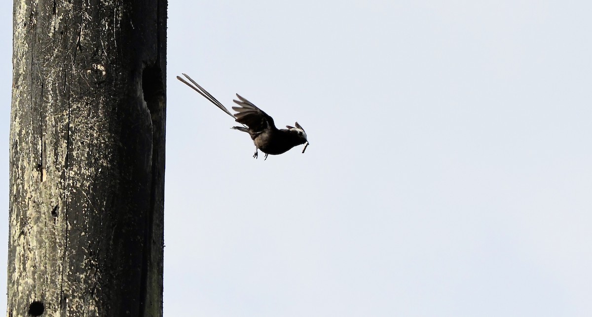 Long-tailed Tyrant - ML619902677