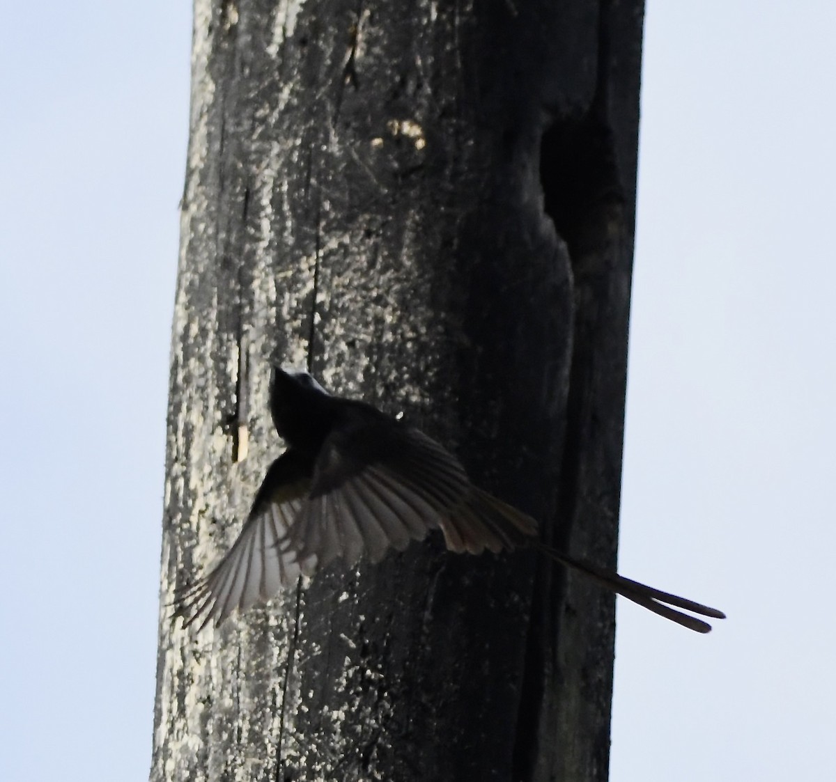 Long-tailed Tyrant - ML619902679