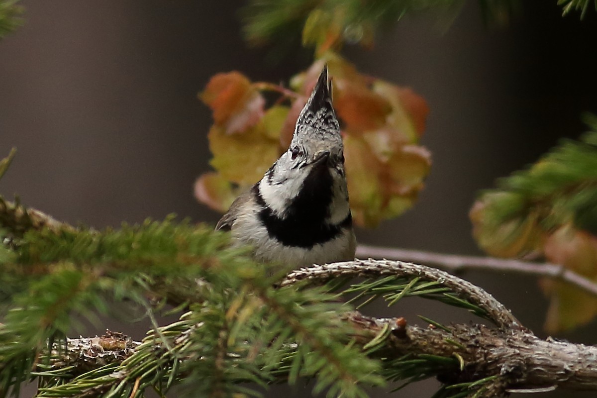 Crested Tit - ML619902691