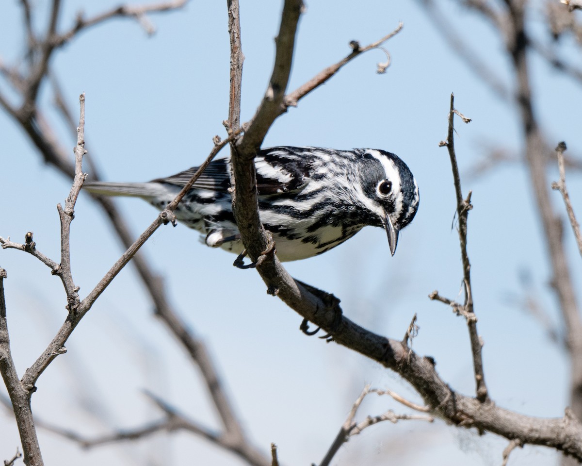 Black-and-white Warbler - ML619902708