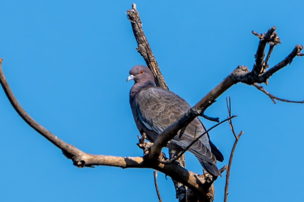 Pigeon picazuro - ML619902716