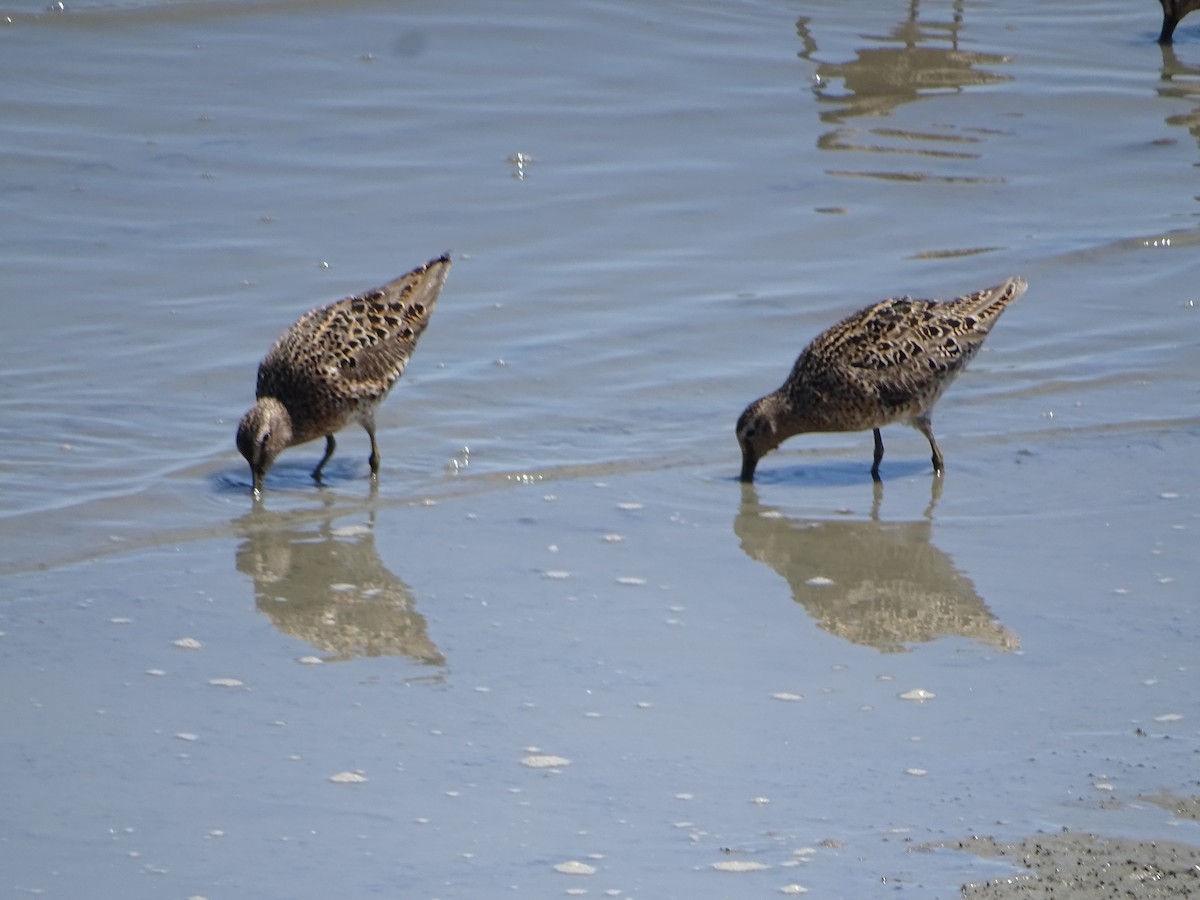 Short-billed Dowitcher - ML619902718