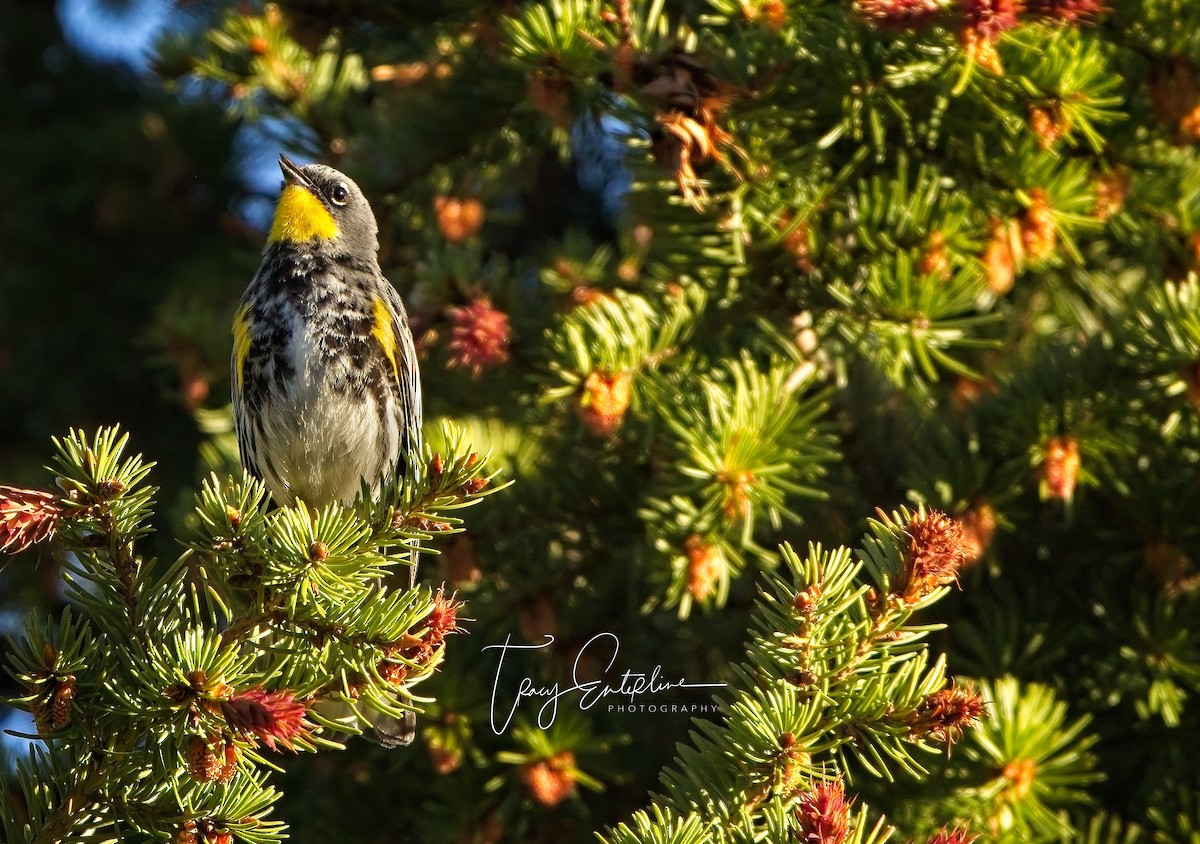 Yellow-rumped Warbler (Audubon's) - ML619902728