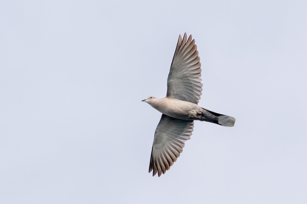 Eurasian Collared-Dove - ML619902729