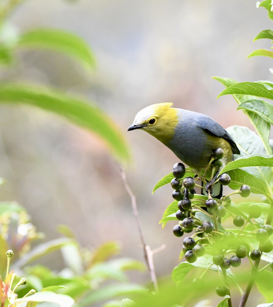 Long-tailed Silky-flycatcher - mark perry