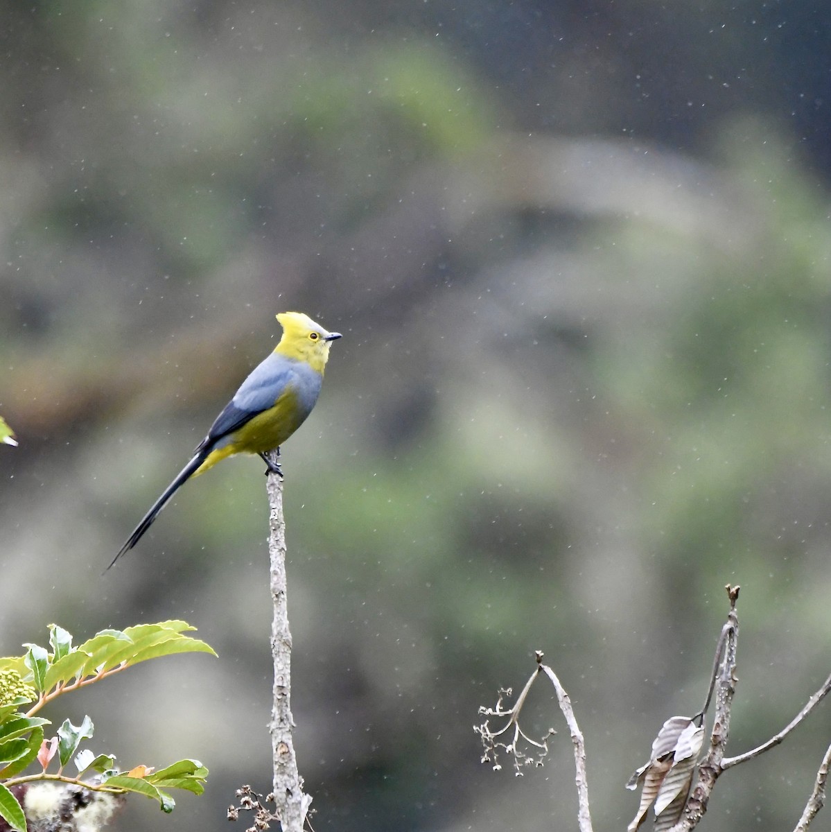 Long-tailed Silky-flycatcher - ML619902763