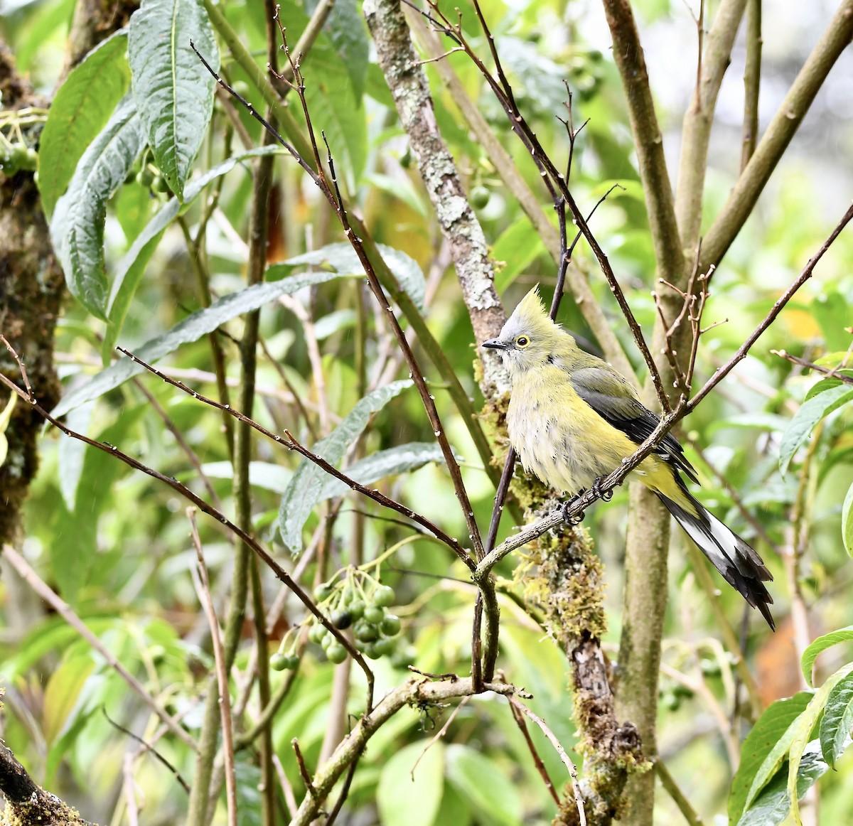 Long-tailed Silky-flycatcher - ML619902765