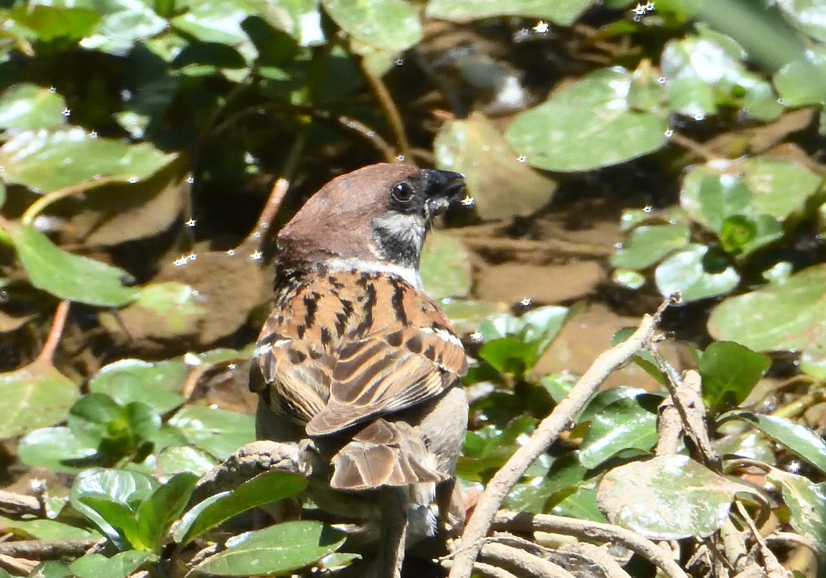 Eurasian Tree Sparrow - ML619902786