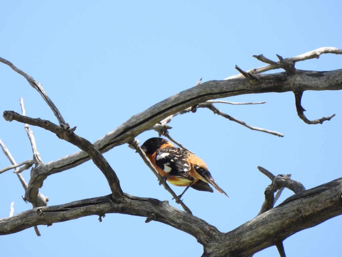 Black-headed Grosbeak - ML619902790