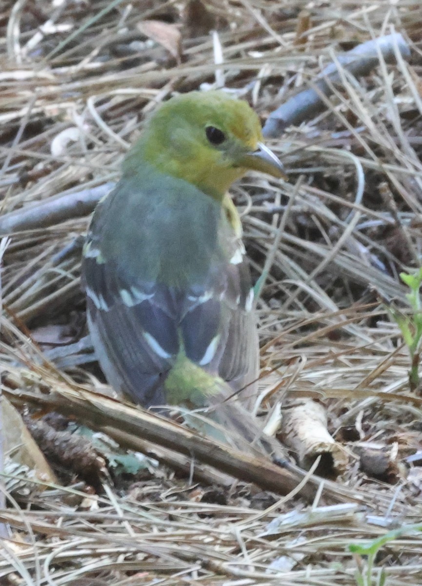 Western Tanager - ML619902795