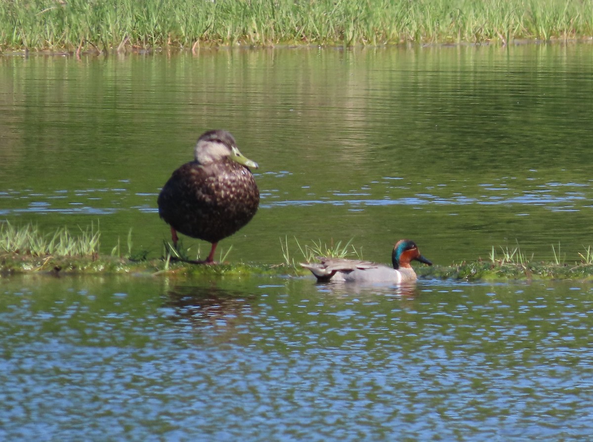 Green-winged Teal - ML619902801