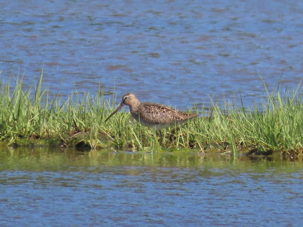 Short-billed Dowitcher - ML619902803