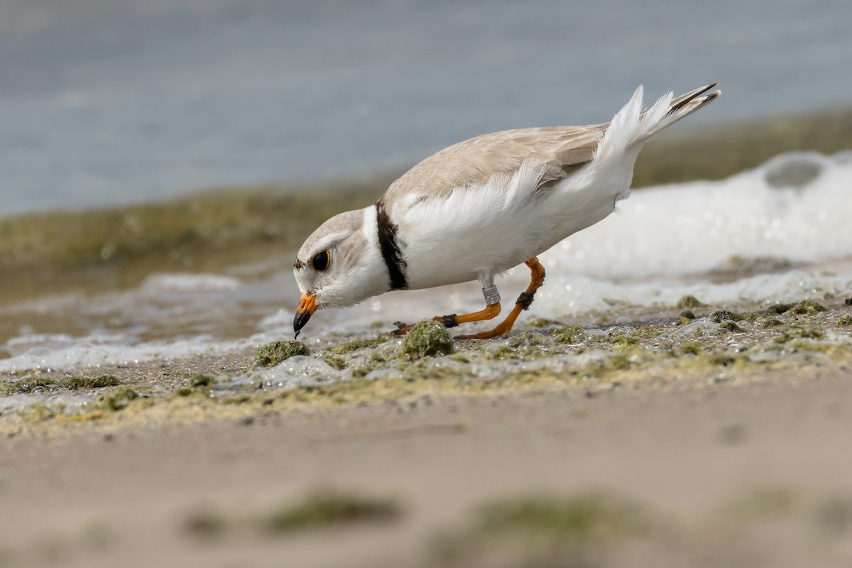 Piping Plover - ML619902808