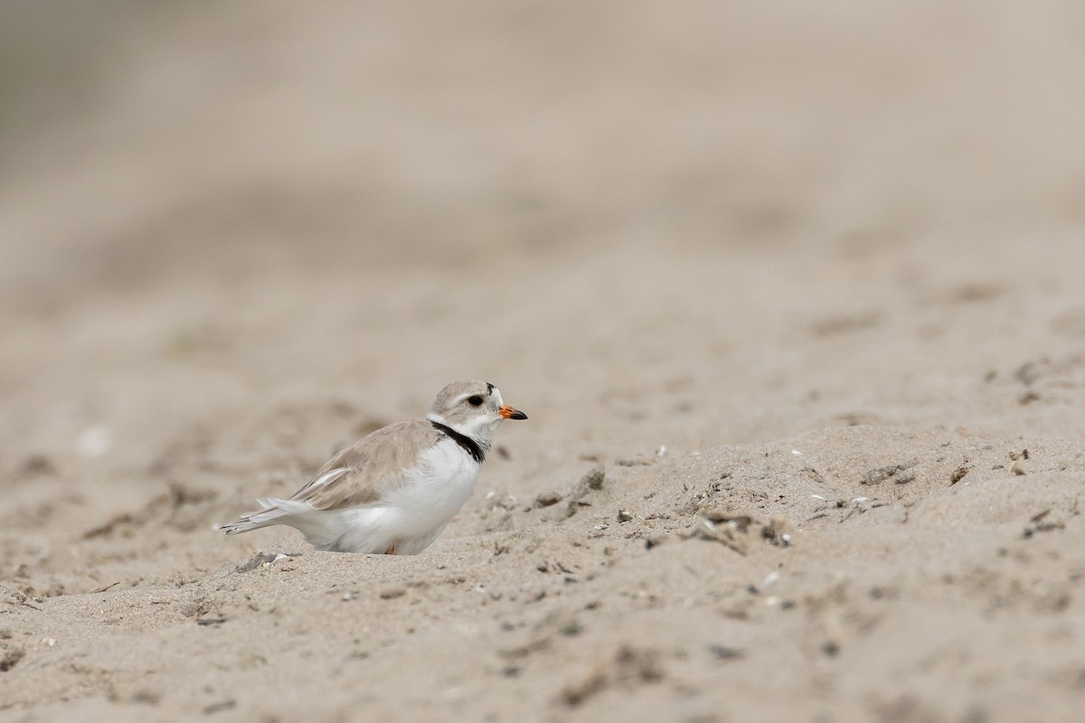 Piping Plover - ML619902809
