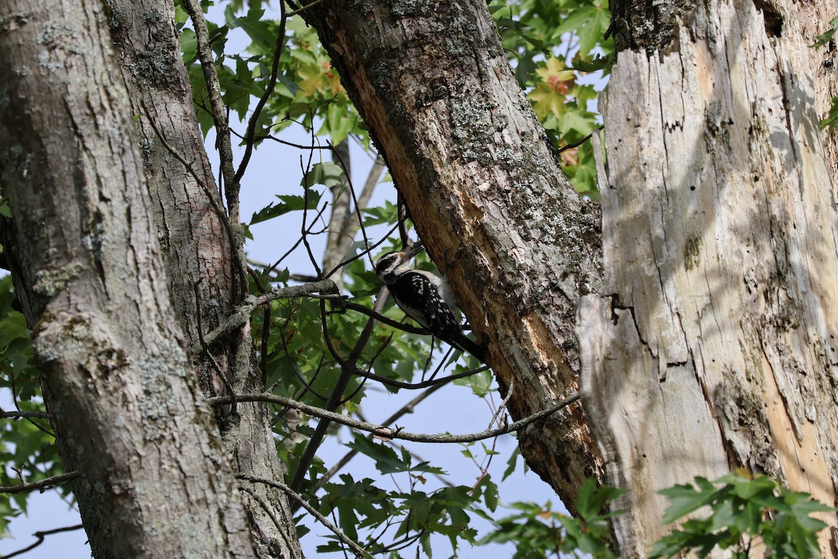 Hairy Woodpecker - ML619902823