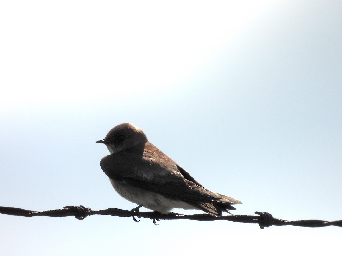 Northern Rough-winged Swallow - ML619902837