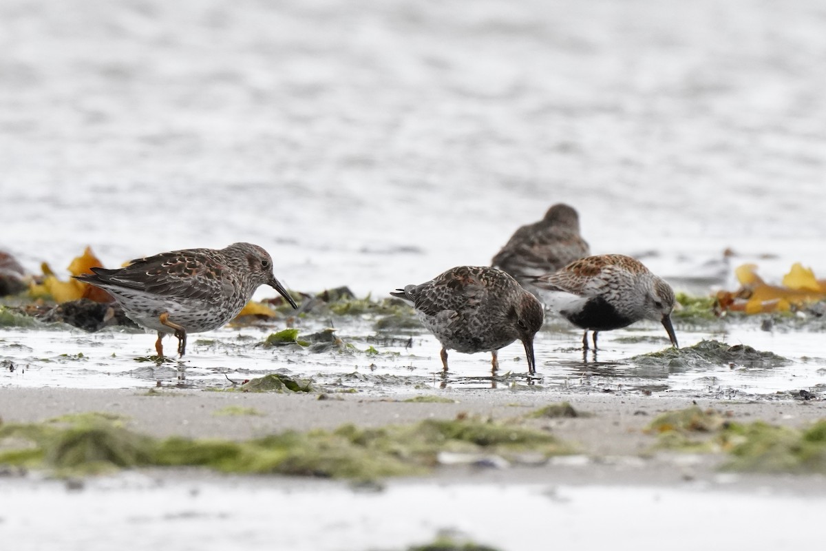 Purple Sandpiper - Guillem De los Santos Pérez