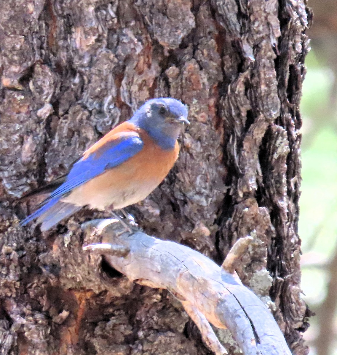 Western Bluebird - ML619902853