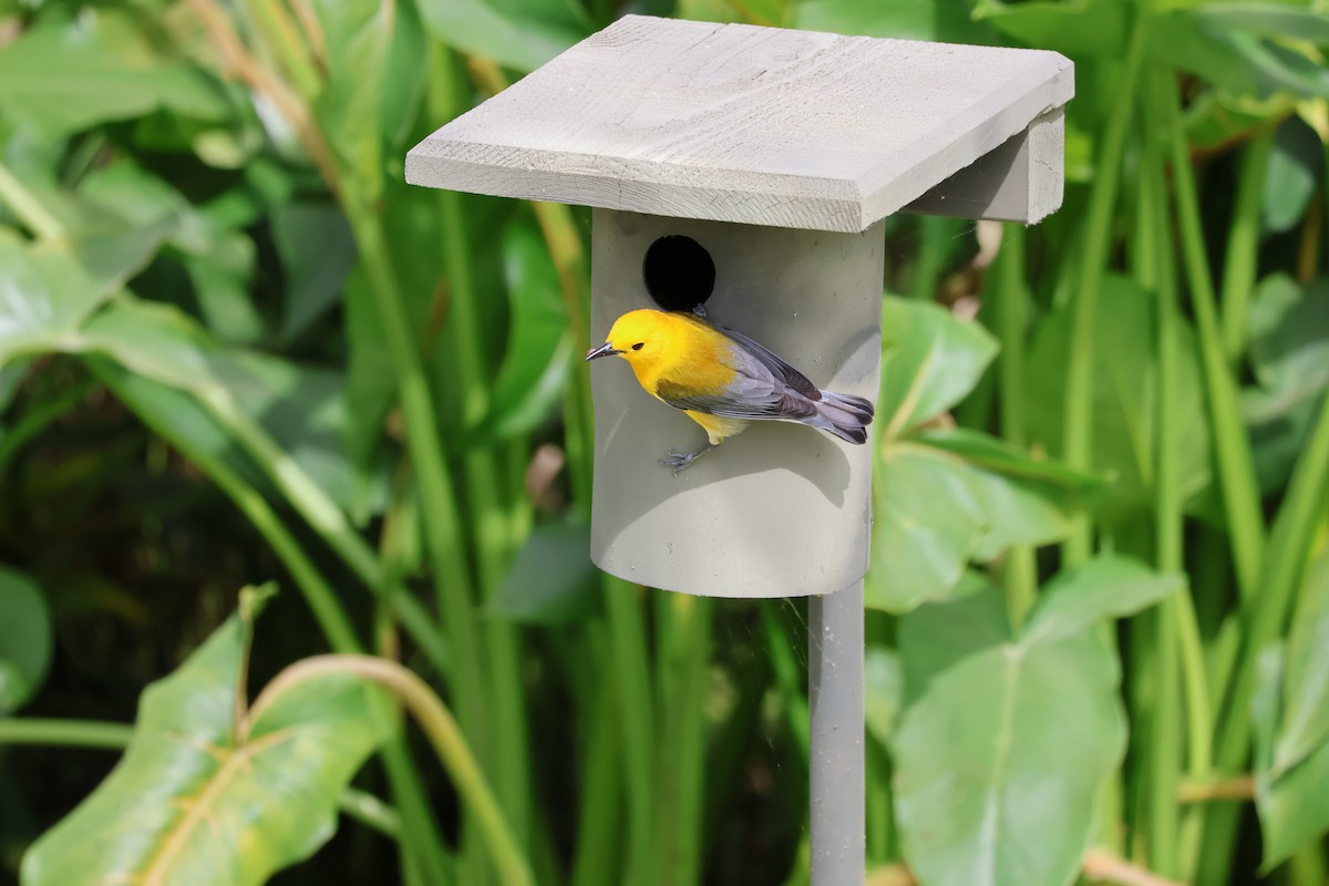 Prothonotary Warbler - ML619902854