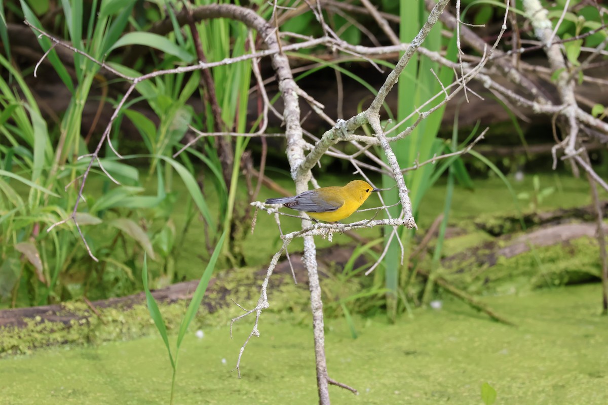 Prothonotary Warbler - ML619902855