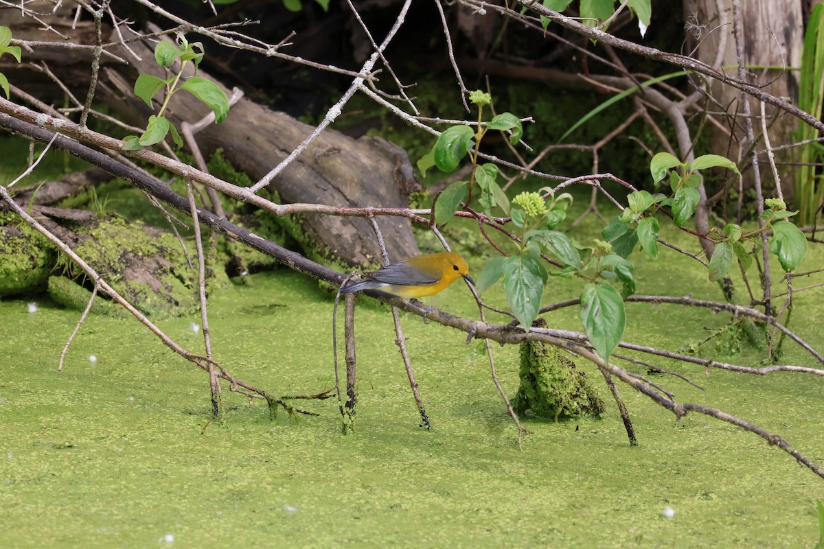 Prothonotary Warbler - ML619902858