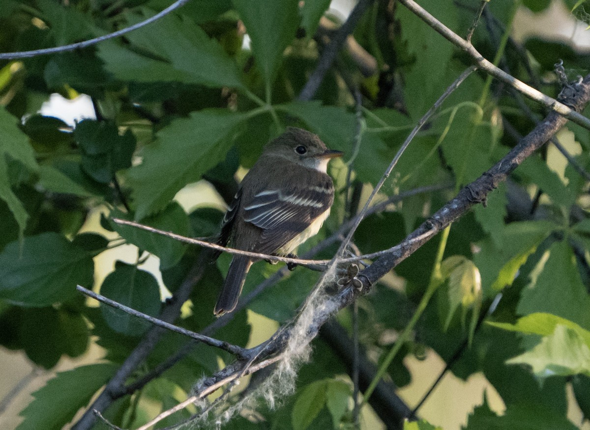 חטפית Empidonax בלתי-מזוהה - ML619902908