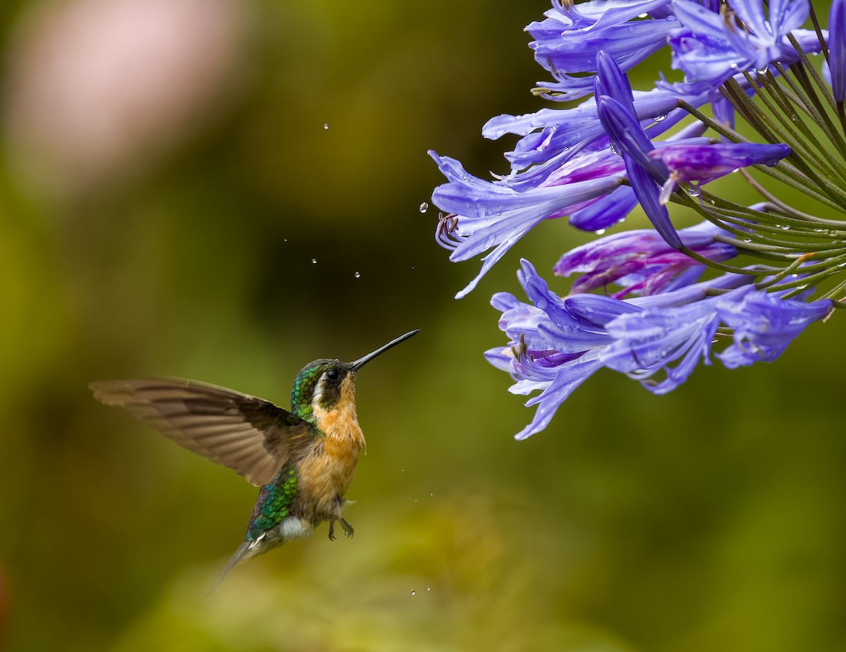 Colibrí Ventricastaño - ML619902911