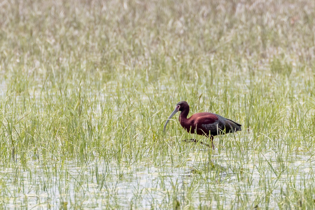 ibis americký - ML619902913