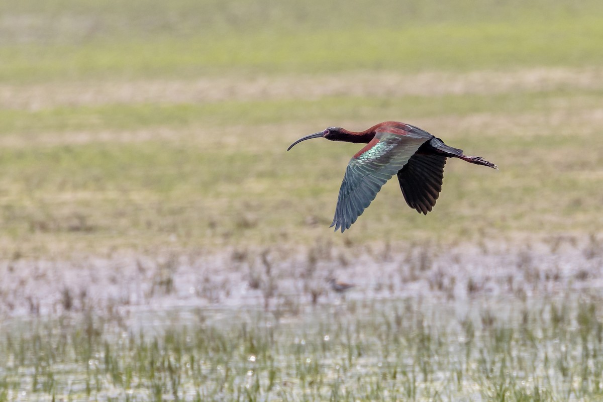 ibis americký - ML619902914